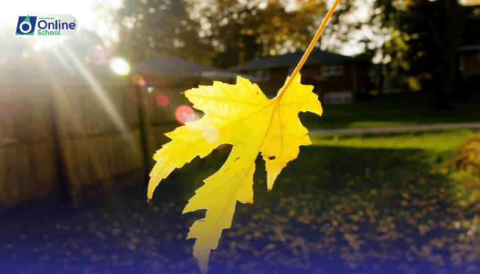 Lesson 01: Introduction to Photosynthesis